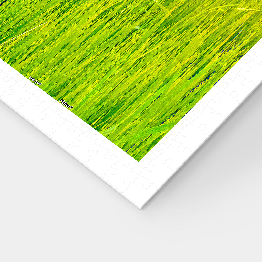 Bicycle Trip Collection - Sun-kissed Green Fields (1000 pcs)