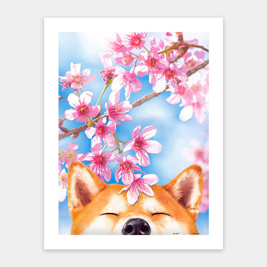 Cherry Blossom - Sakura Shiba (300 pcs)