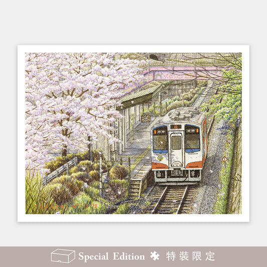 Tadashi Matsumoto - Sakura in Full Bloom