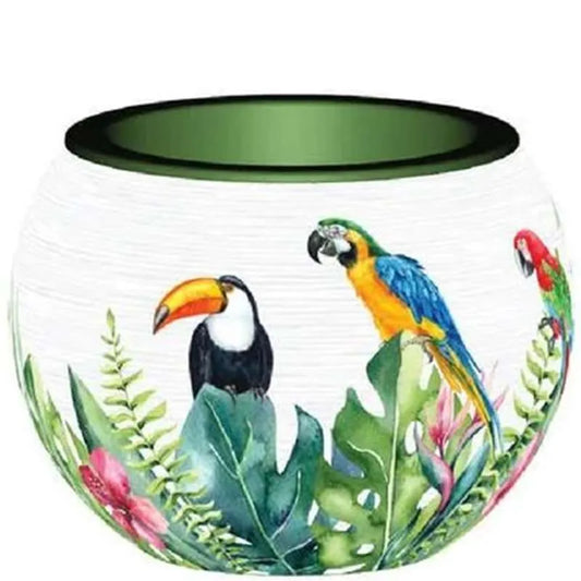 Bird of Paradise