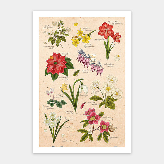 Mandie - Winter Flowers